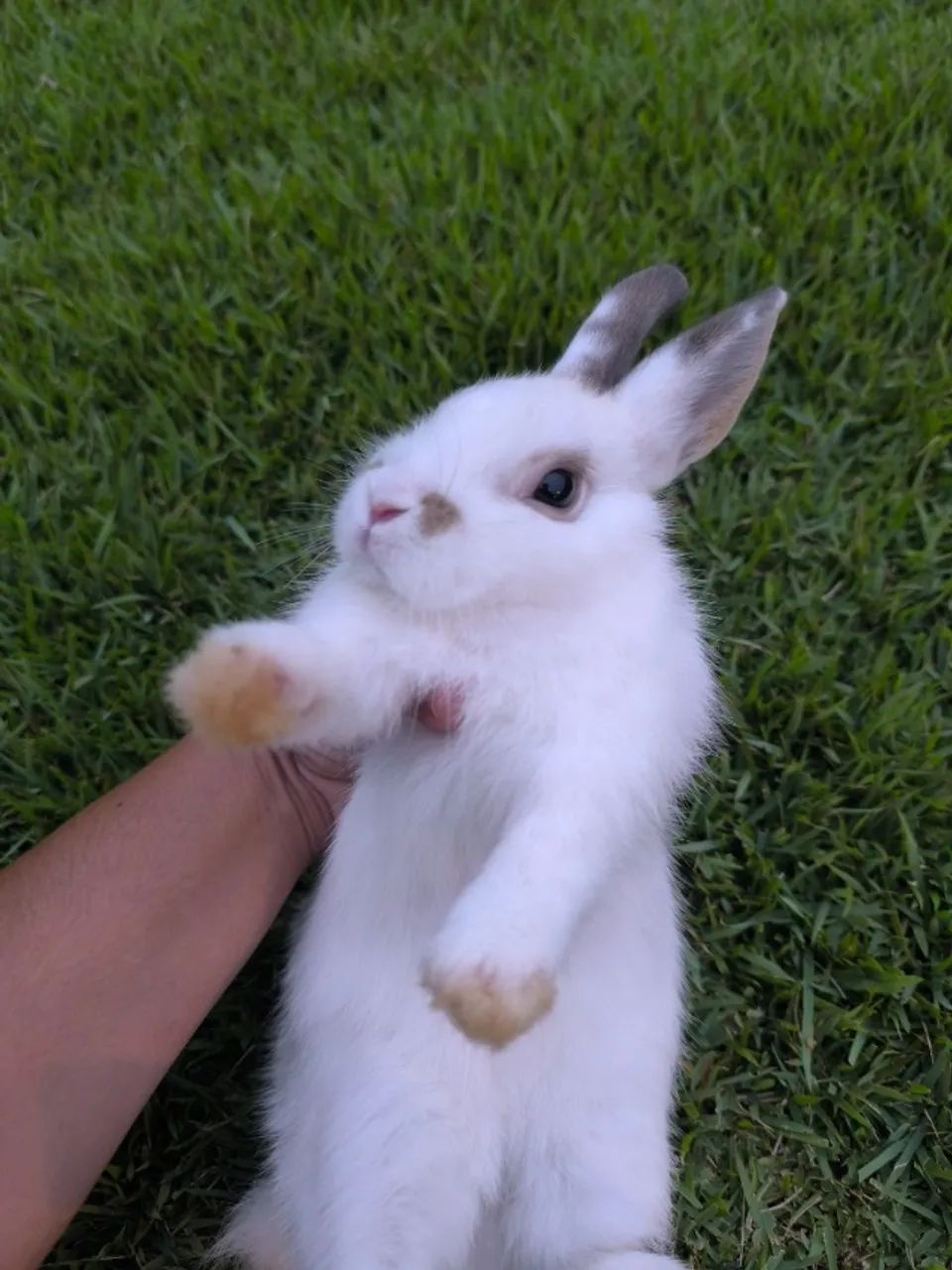 Netherland Dwarf (Coelho Anão) - Foto 5
