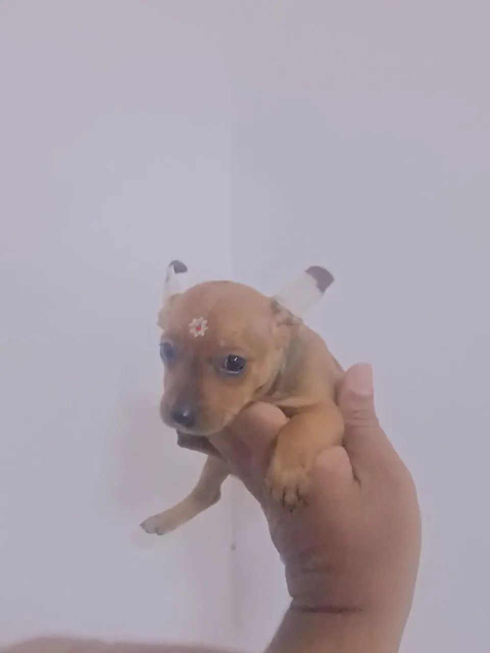 Ponche  - Foto 2