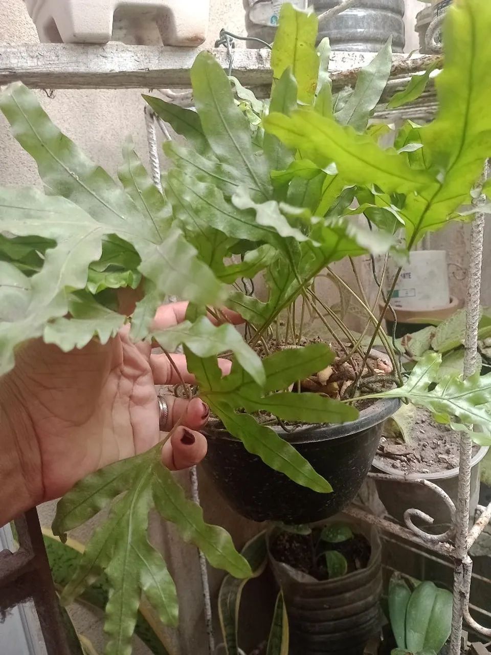 Planta  - Foto 2