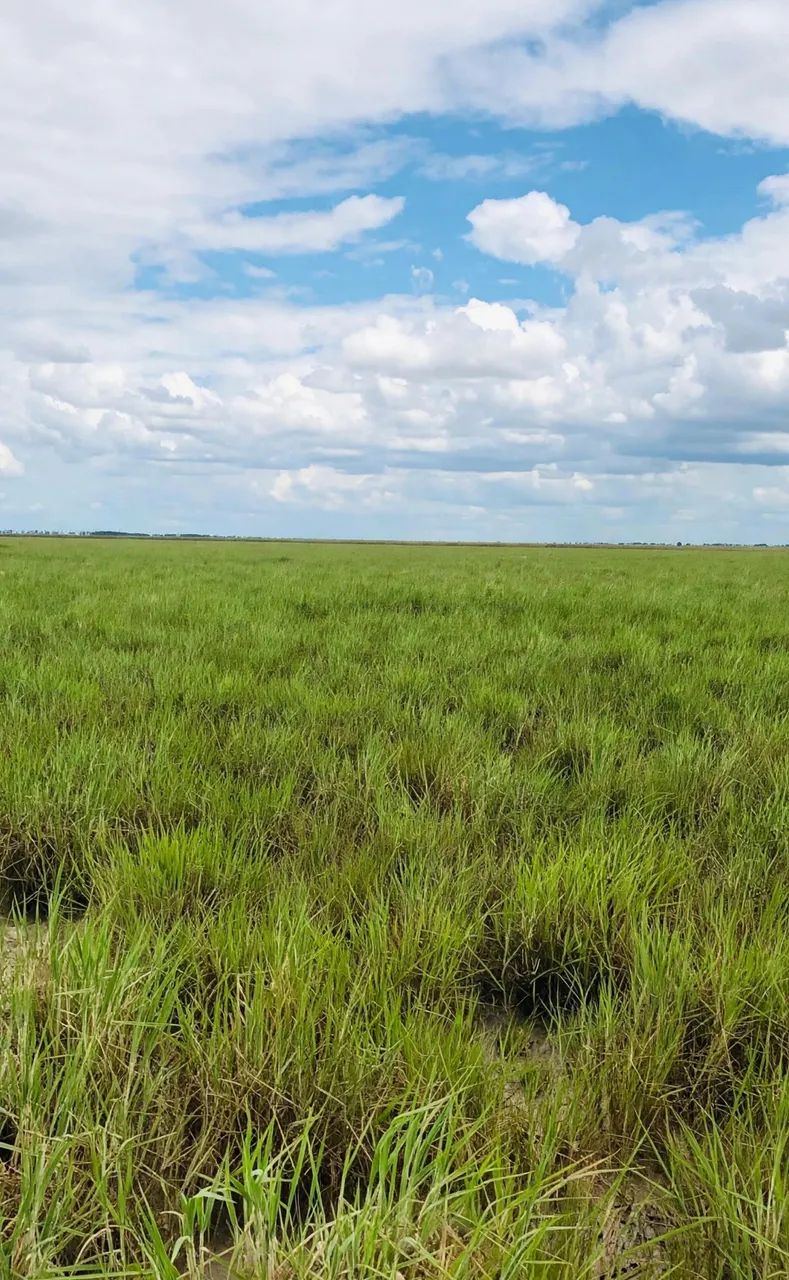 Fazenda para venda , arrendamento ou permuta  - Foto 2