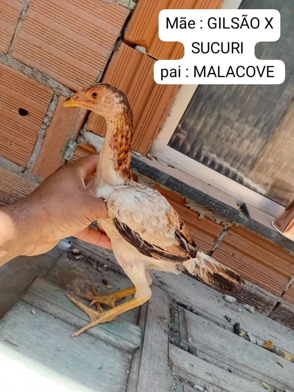 Frangas carioca  - Foto 4