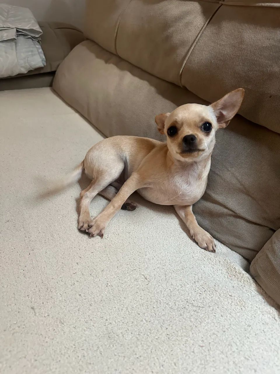 Chihuahua macho  - Foto 2