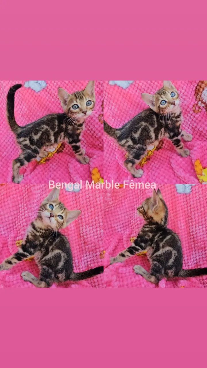  Bengal Filhotes - Gatil BSB Cat 