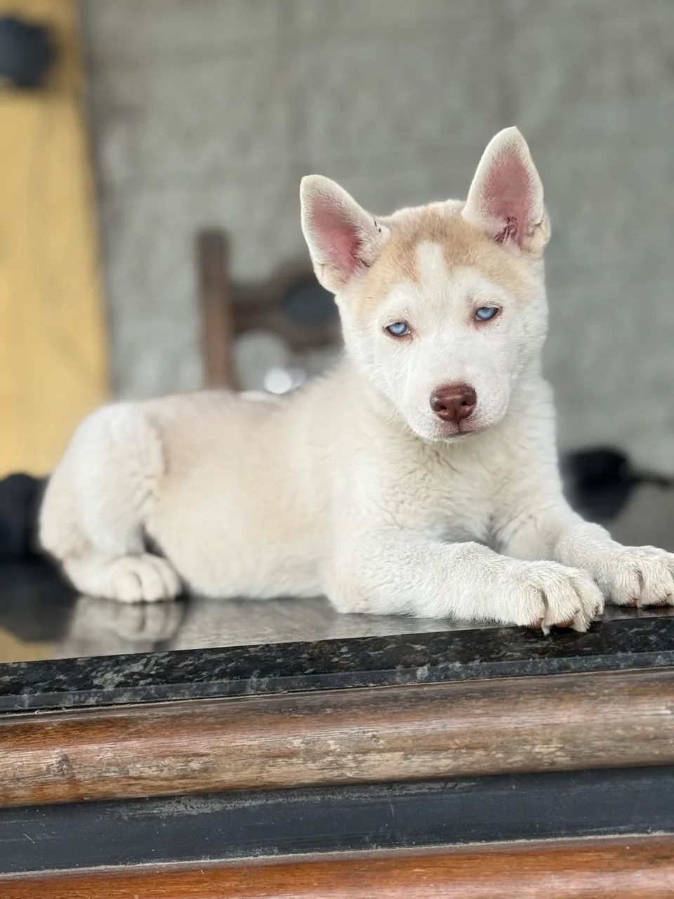 Husky Siberiano Canil Barão  - Foto 4