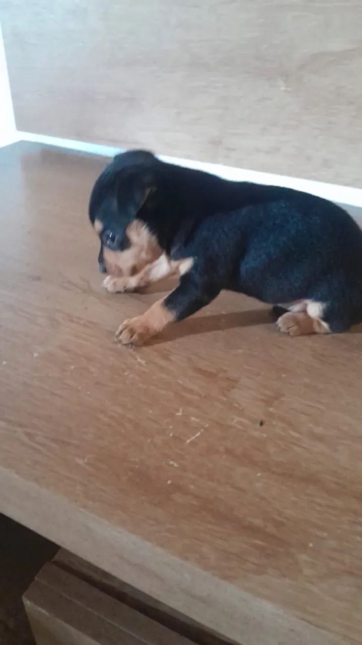 Pinscher 0 MACHO - Foto 3
