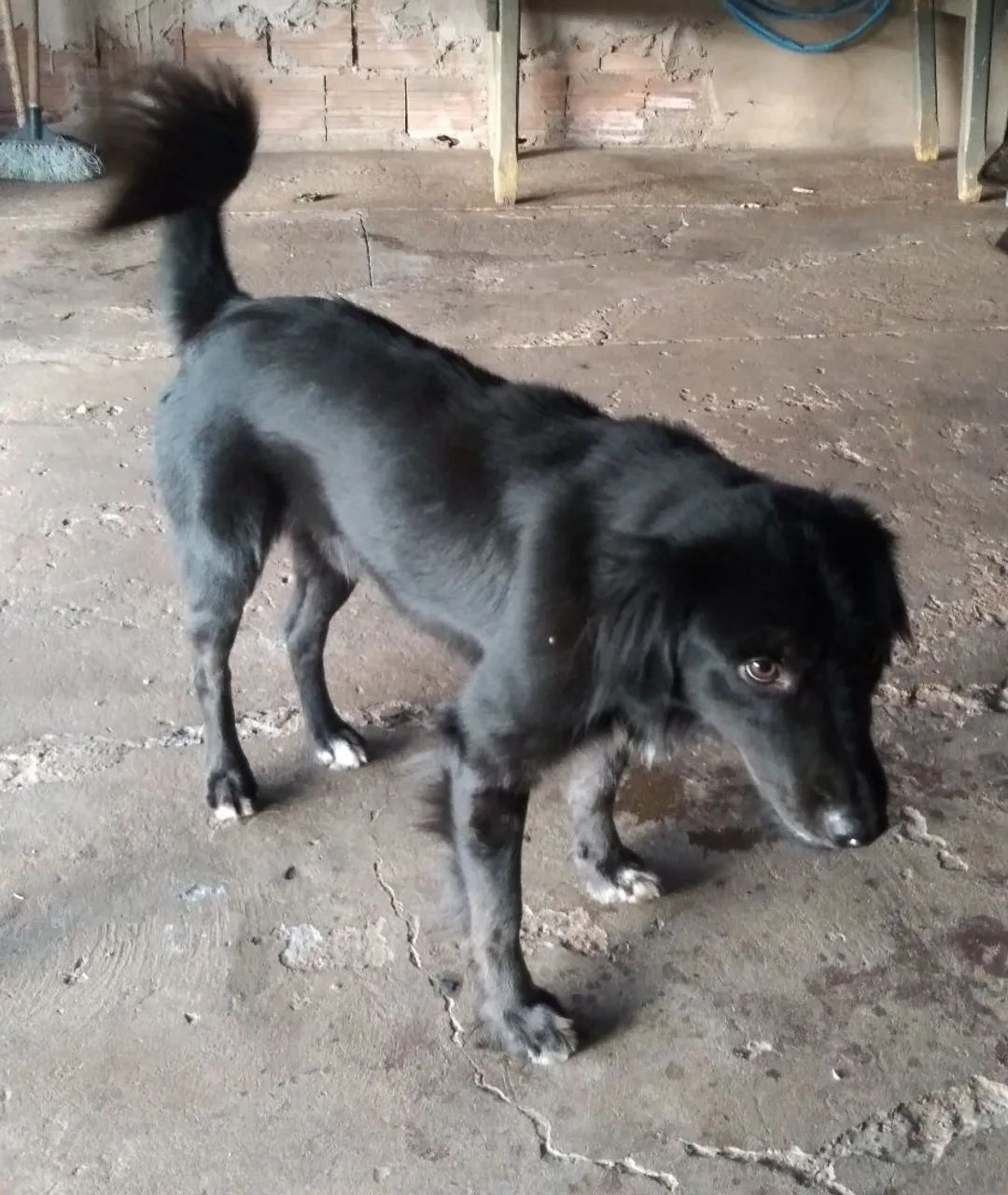 Doação cachorro 