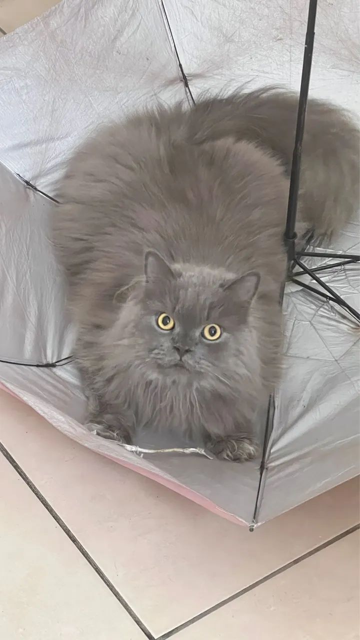 Gato Persa filhote - Foto 5