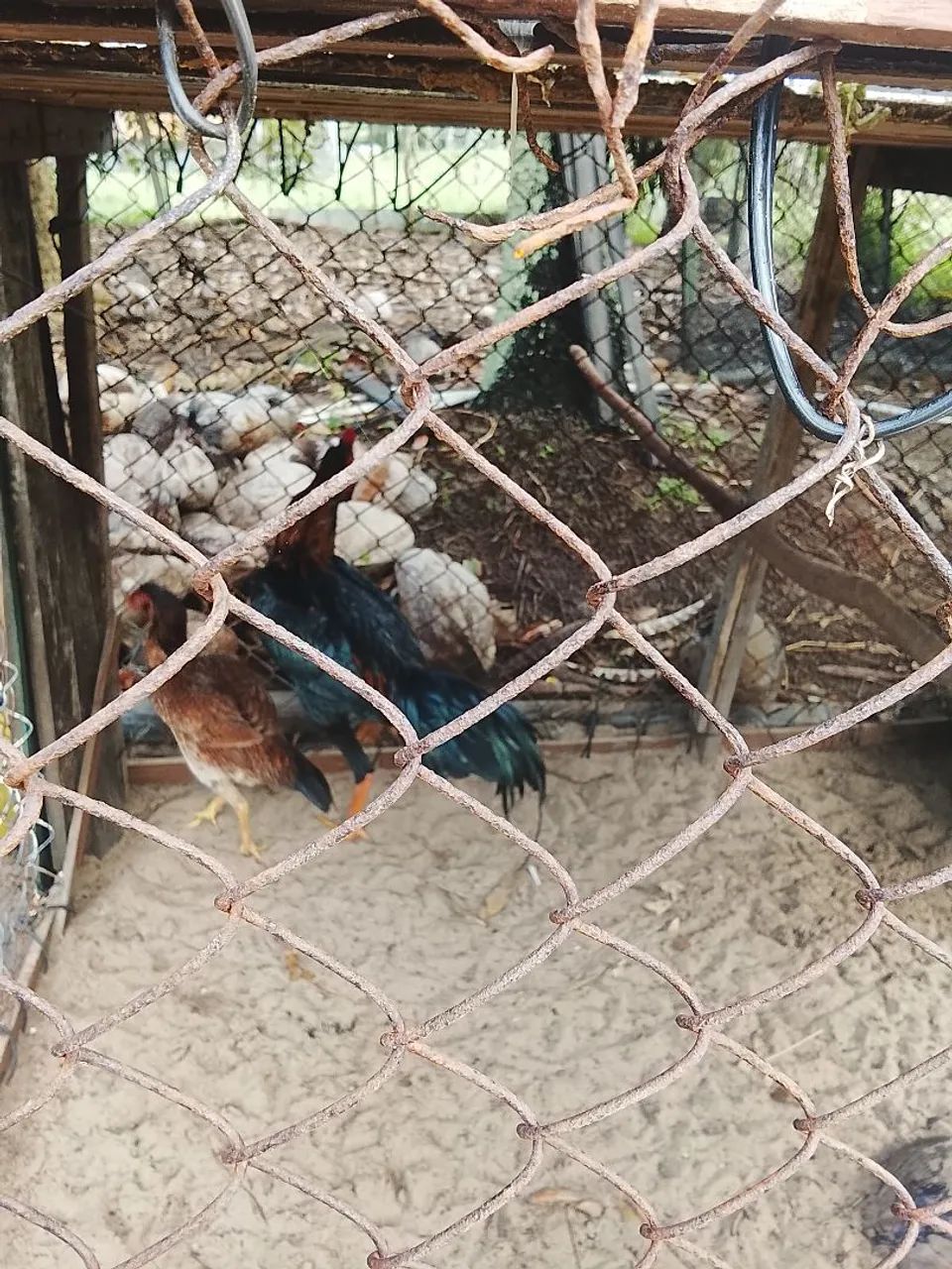 Vendo frango  - Foto 4