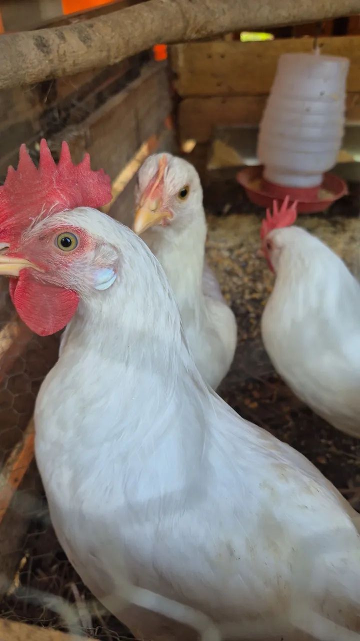 GALOS LEGHORN