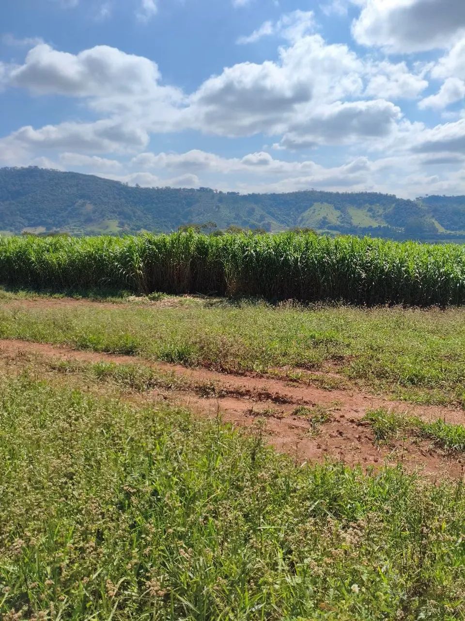 Silagem de capim Açu  - Foto 2