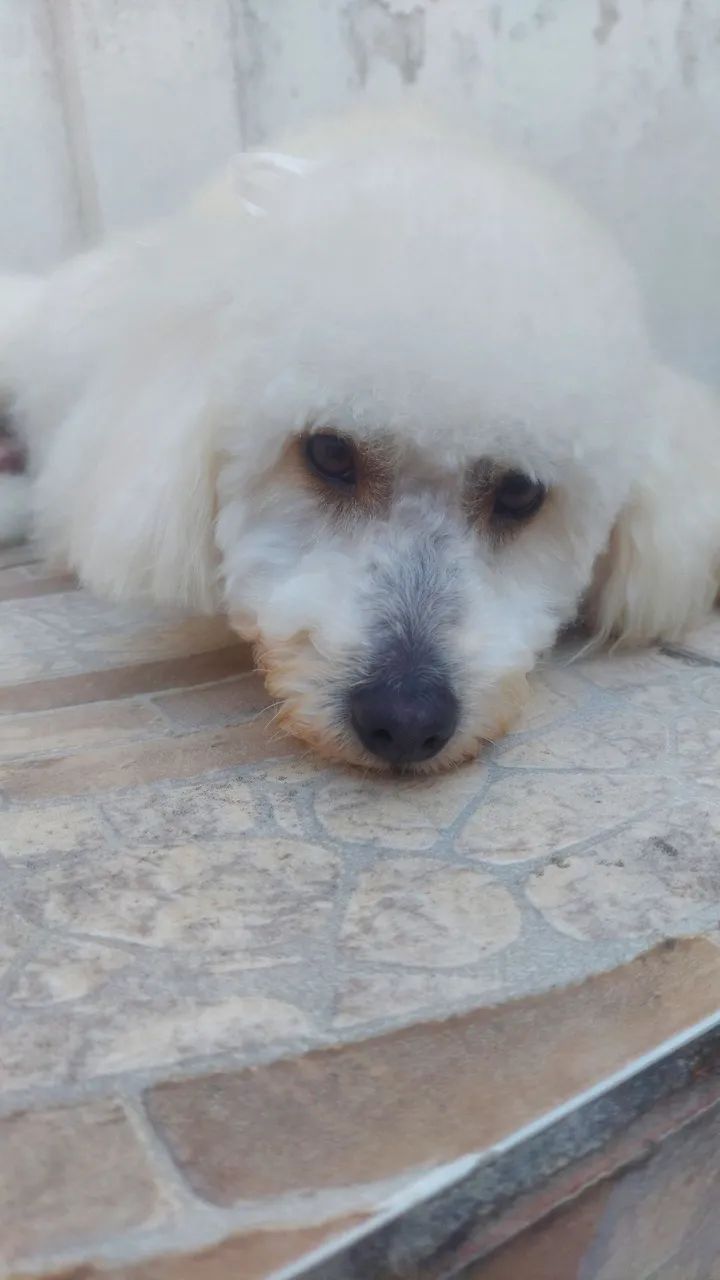 Poodley para doação  - Foto 3
