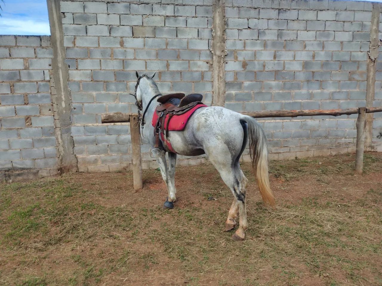 Cavalo Mangalarga a Venda! - Foto 6