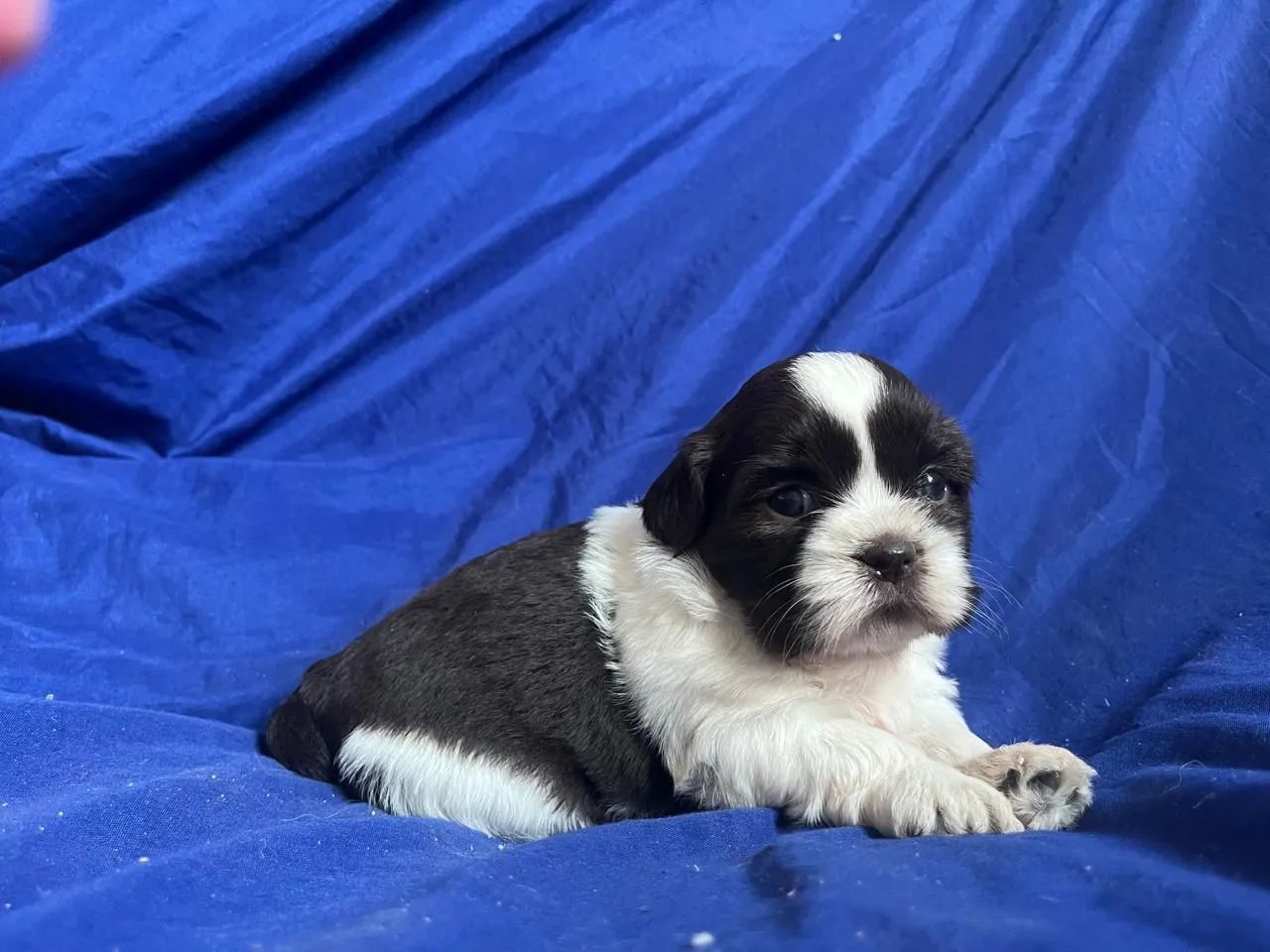 Cachorro  - Foto 2