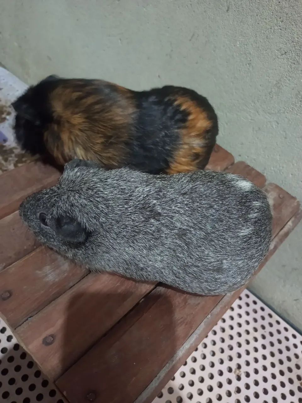 Porquinhos da índia  - Foto 2