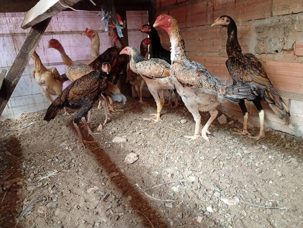 Vende se galinhas e galo, carioca e comum  - Foto 3