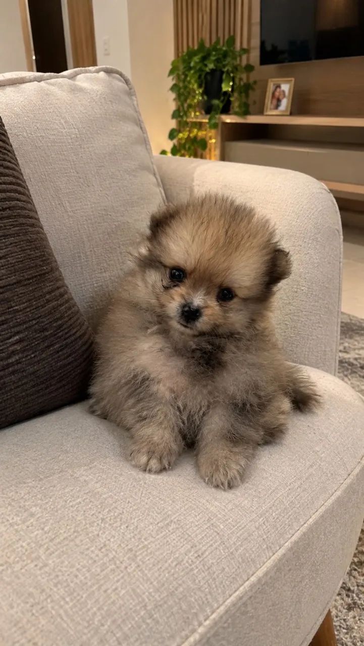 Spitz ( Lulu da pomerania ) - Foto 3