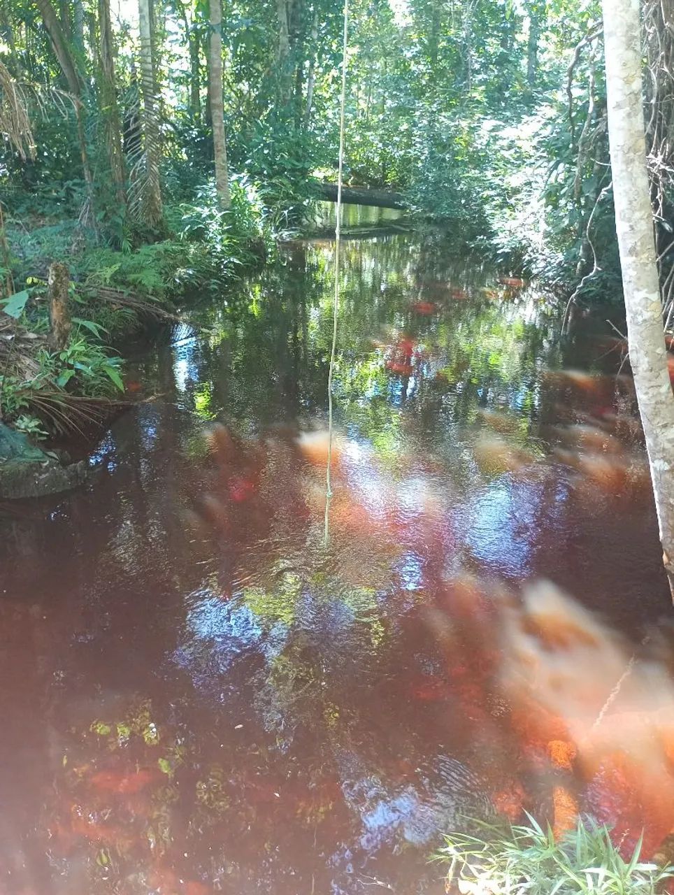 Sítio troca ou vendendo Manacapuru.. - Foto 4