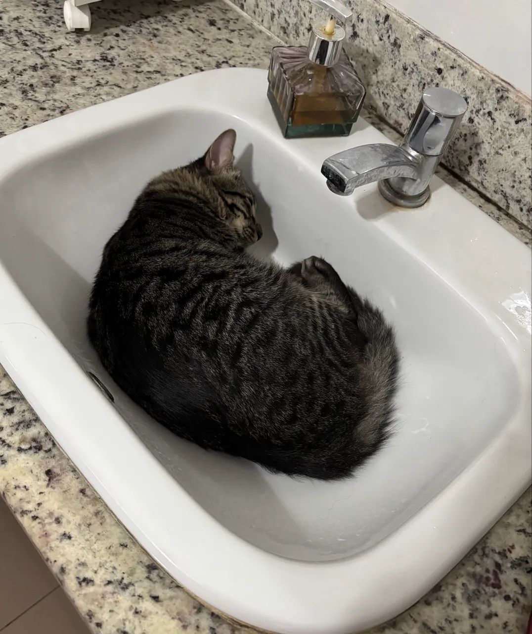 Doação de gato - Foto 2