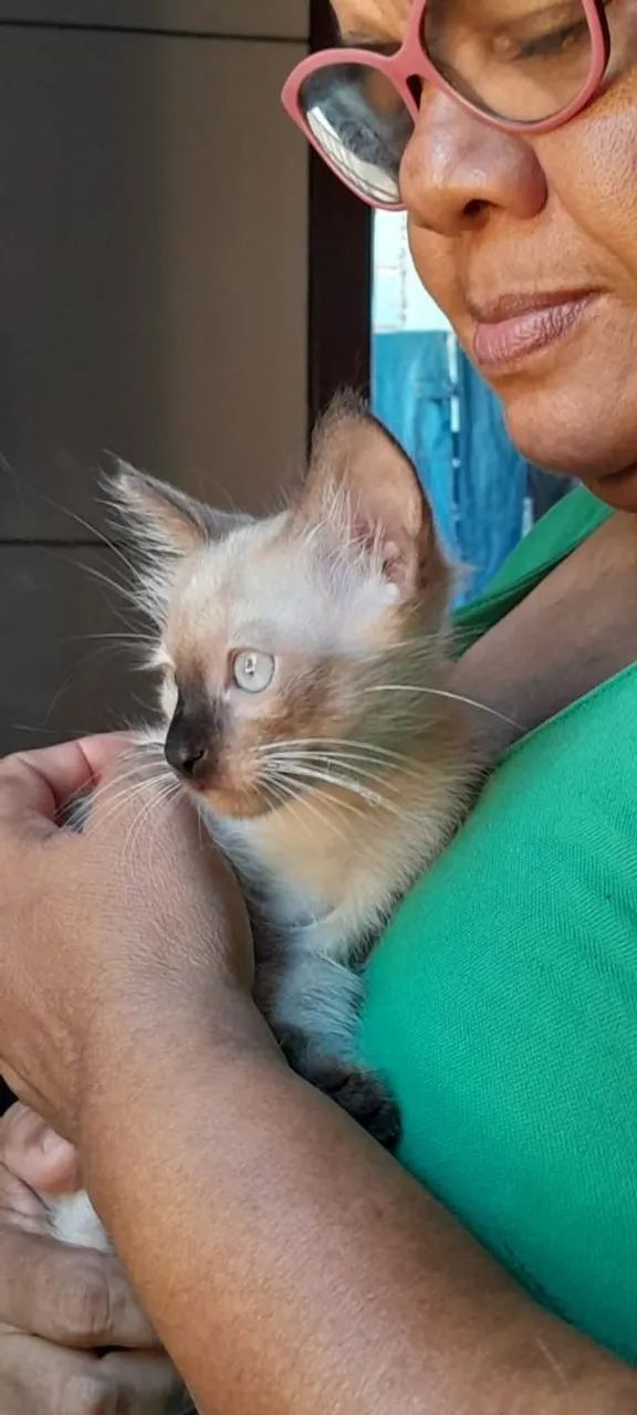 Adoção responsável  - Foto 3