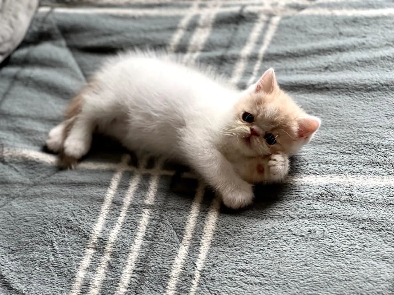 Gato persa fêmea  - Foto 3