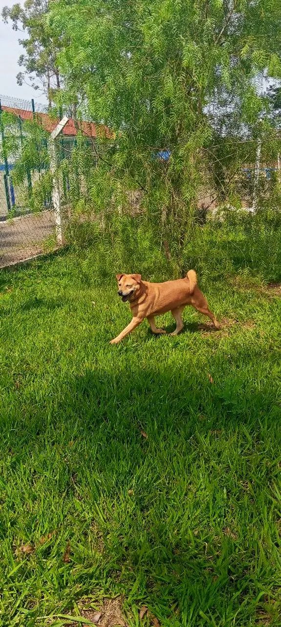 Chow Chow super protetor - Foto 3