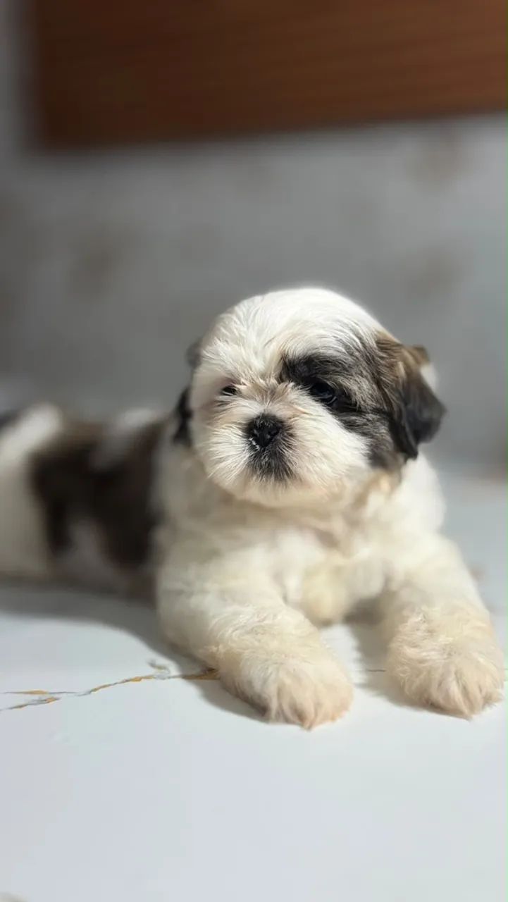 Cachorro shitszu  - Foto 3