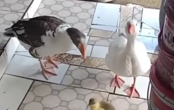 Vendo Gansos fêmea e machos