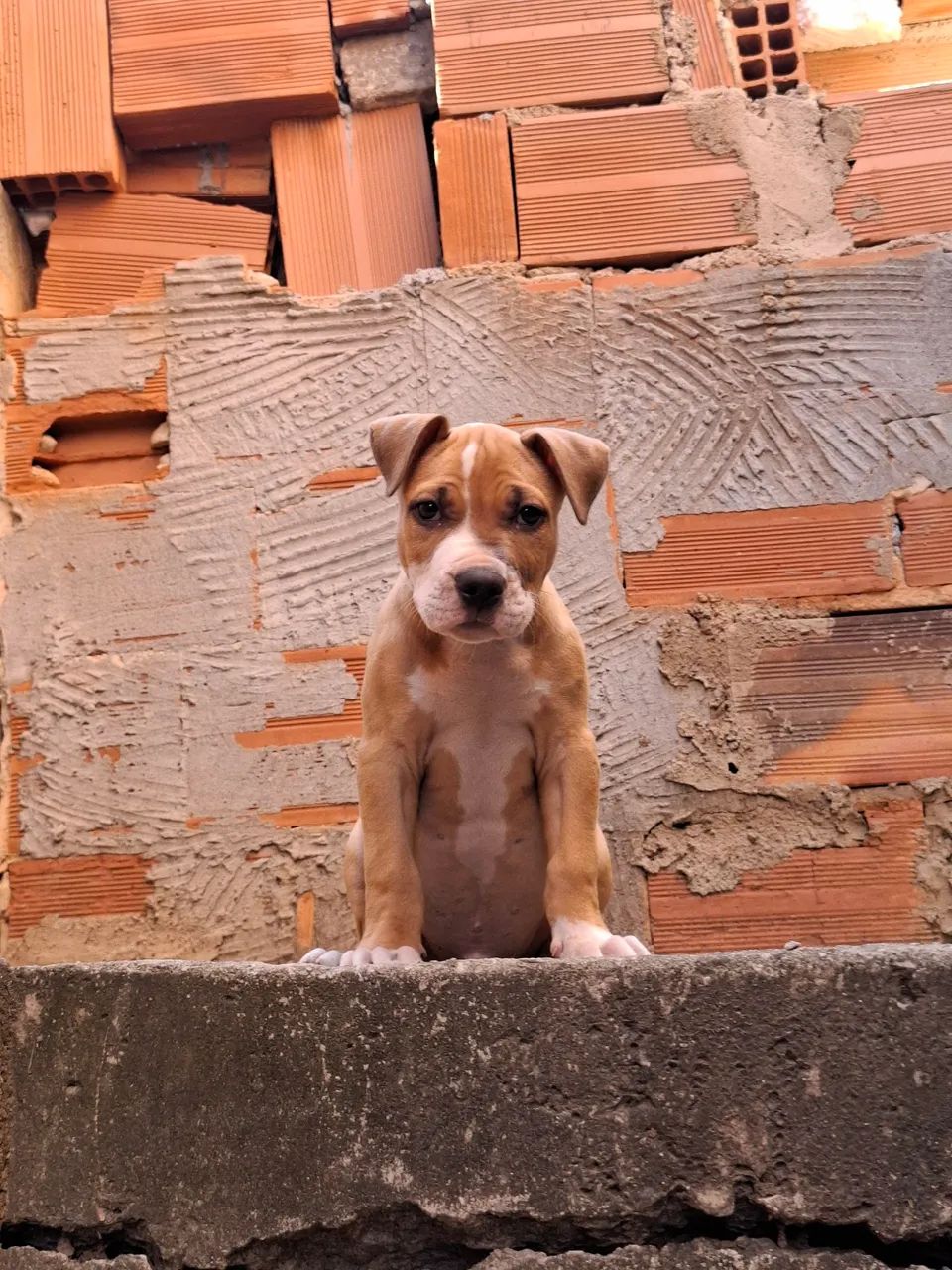 Filhote pit monster