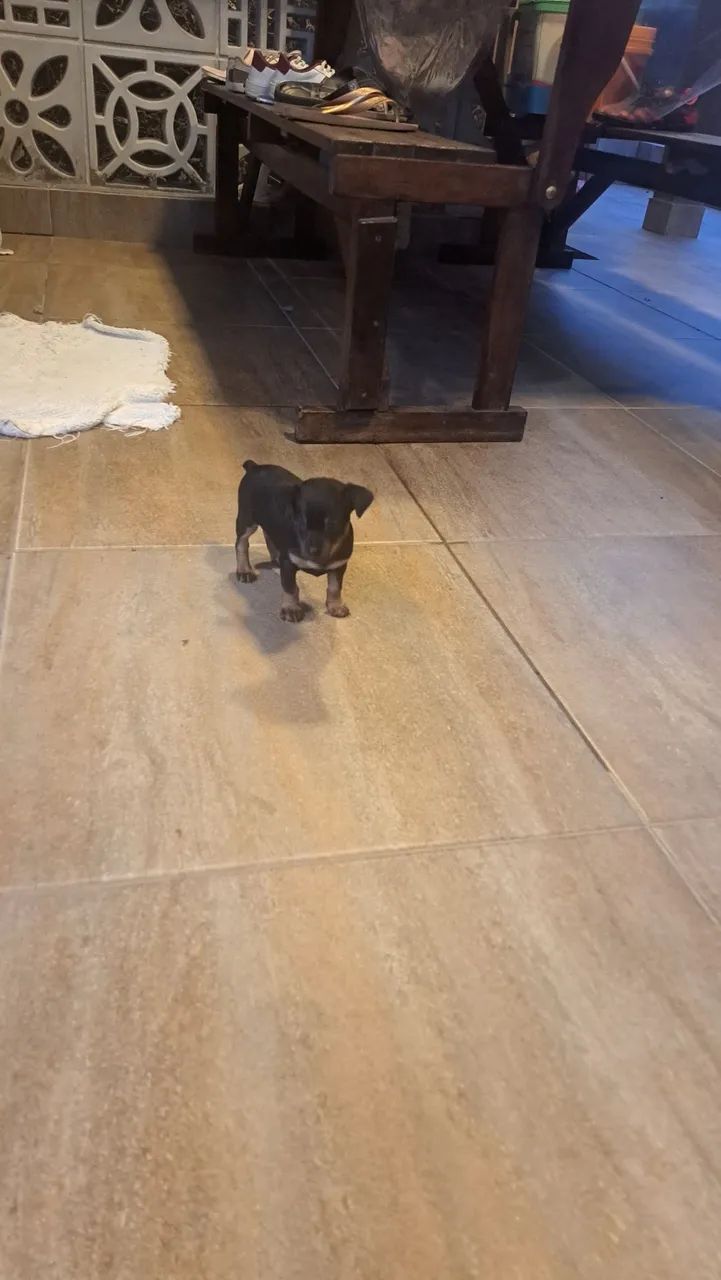 Vendo filhote de pinscher - Foto 2