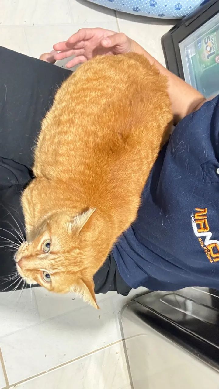 Gato laranja  - Foto 5