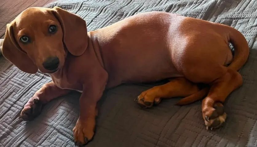 Dachshund MACHO - Salsicha - Foto 3
