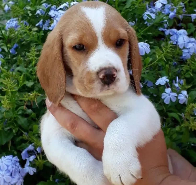  Filhotes de Beagle - Inteligentes e Cheios de Amor! 