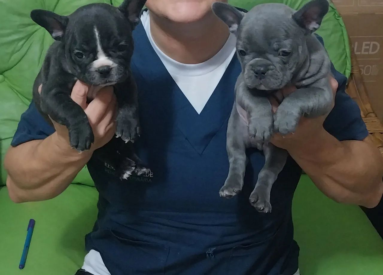 Buldogue Francês  - Foto 2