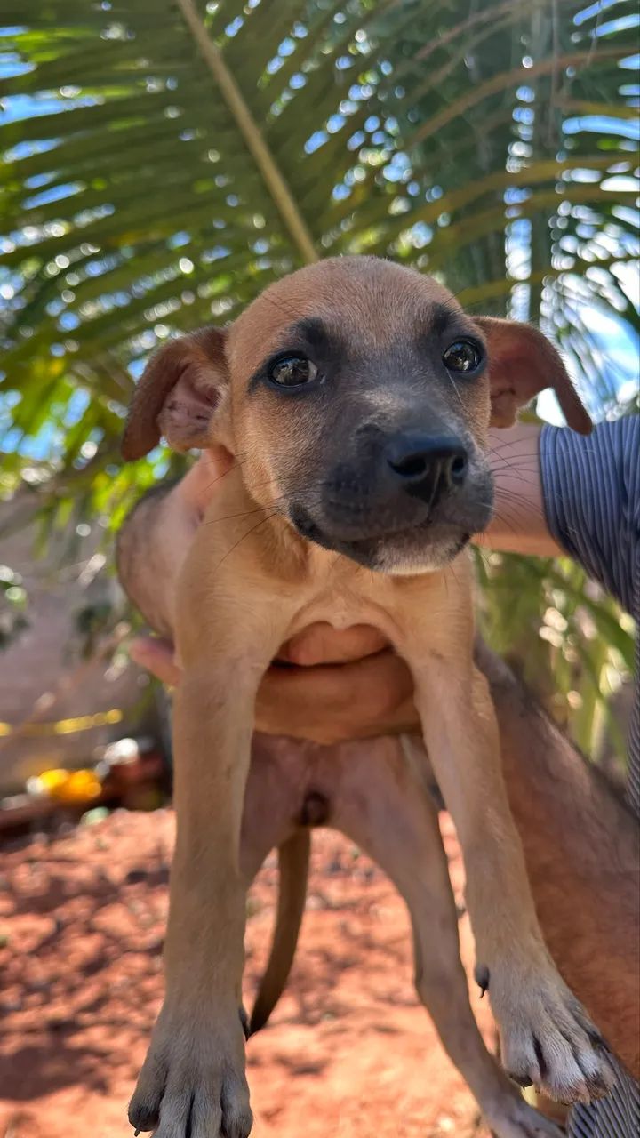 Doação de cachorro  - Foto 2
