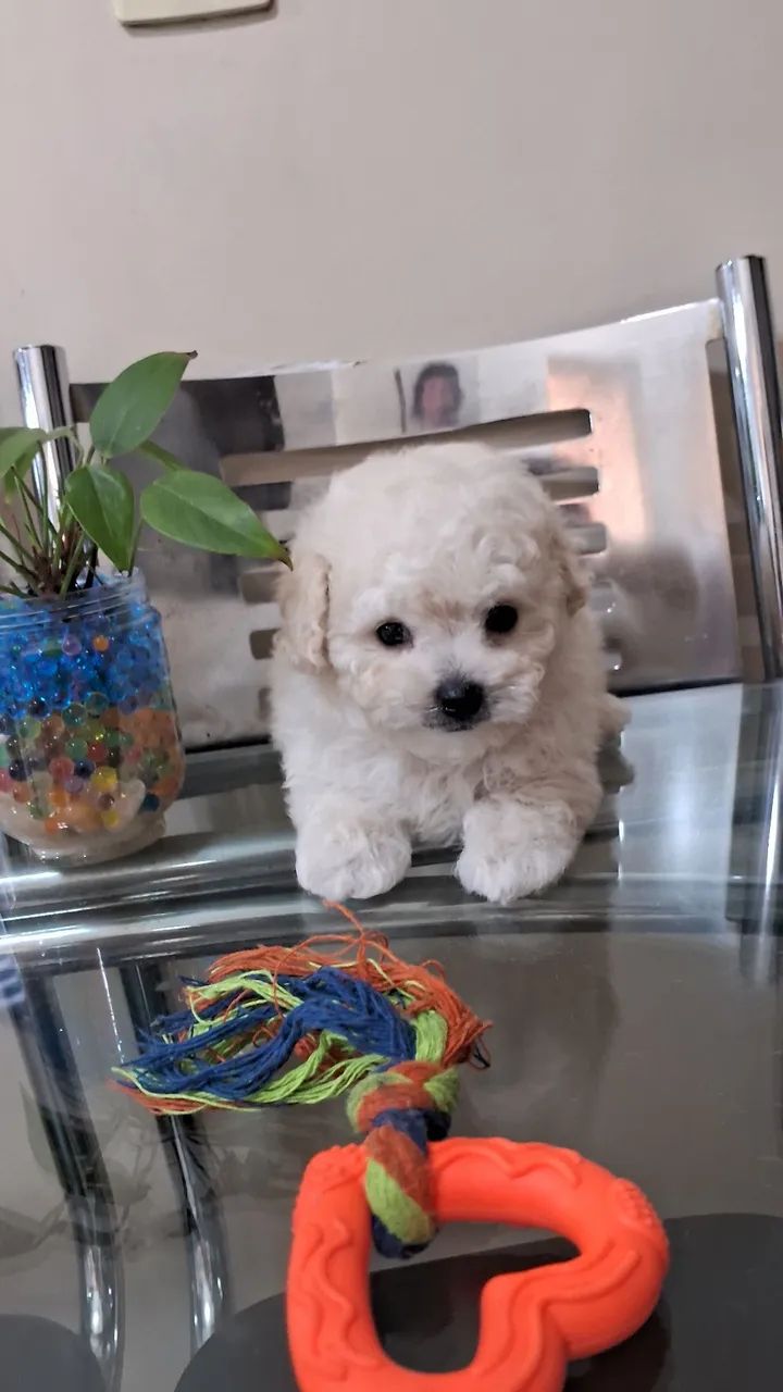 Filhote poodle microtoy macho - Foto 2