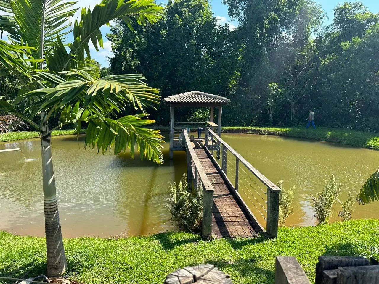 Fazenda 15.5 alqueires - Goianápolis - GO - Foto 3