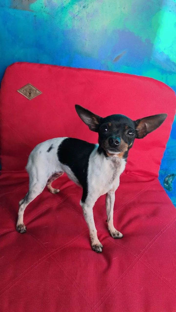 FEMEA DE PINSCHER  - Foto 3