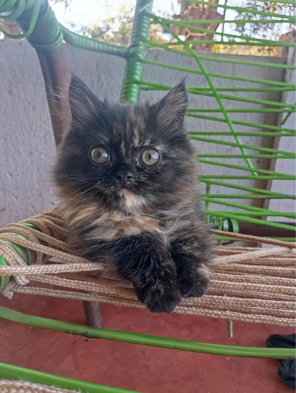 Persas, Exóticos e Himalaios Filhotes - Gatil BSB Cat - Foto 4