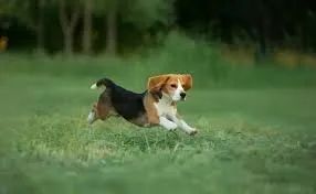 Beagle encontrar diversão.