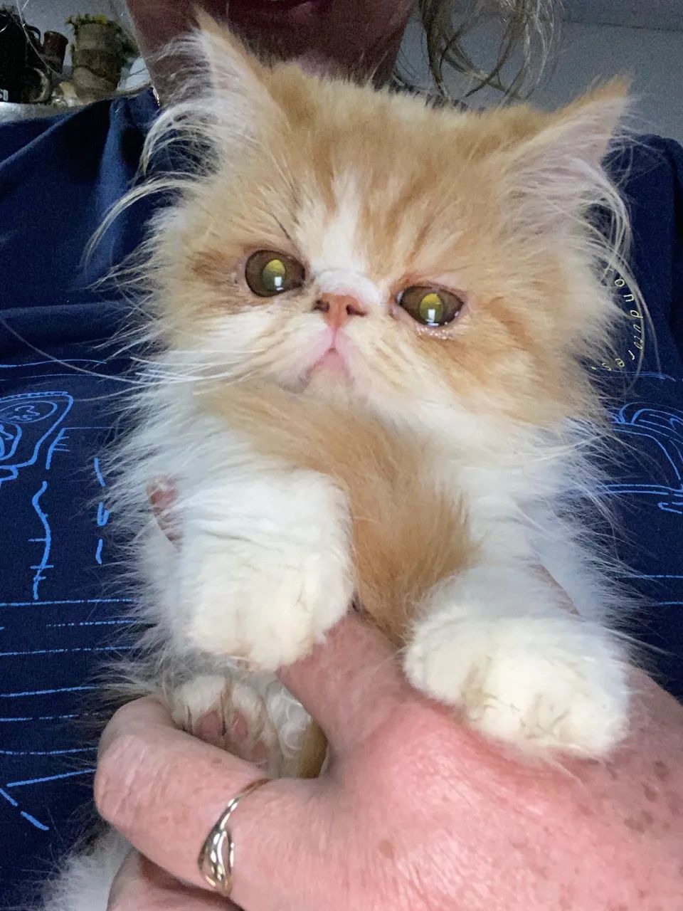 Gato persa lindo macho  - Foto 3