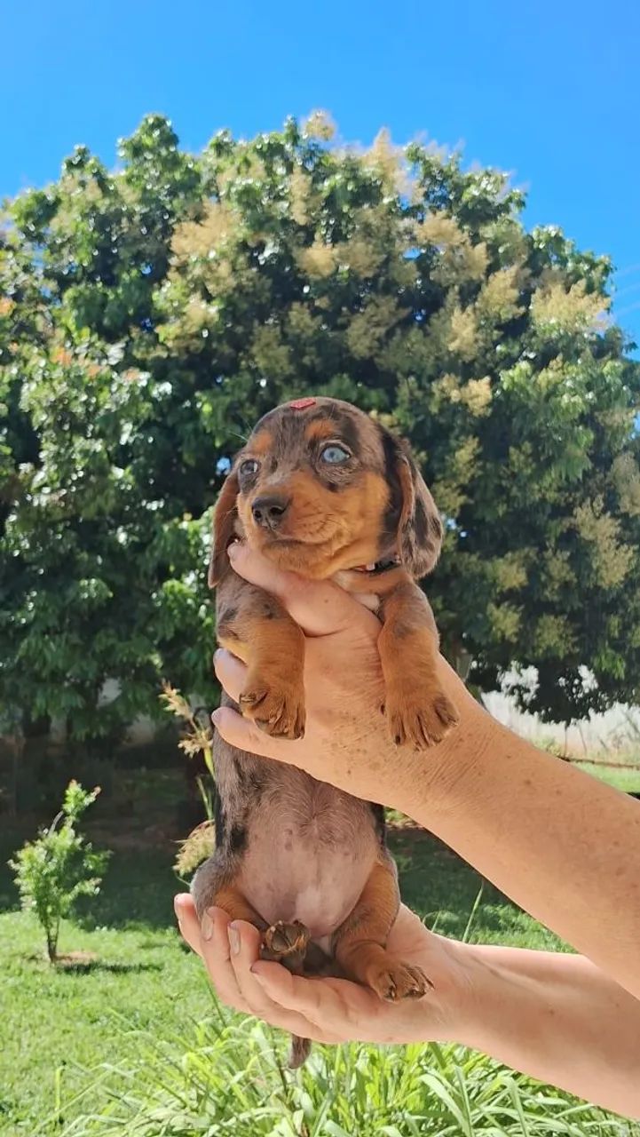 Filhote dachshund fêmea 