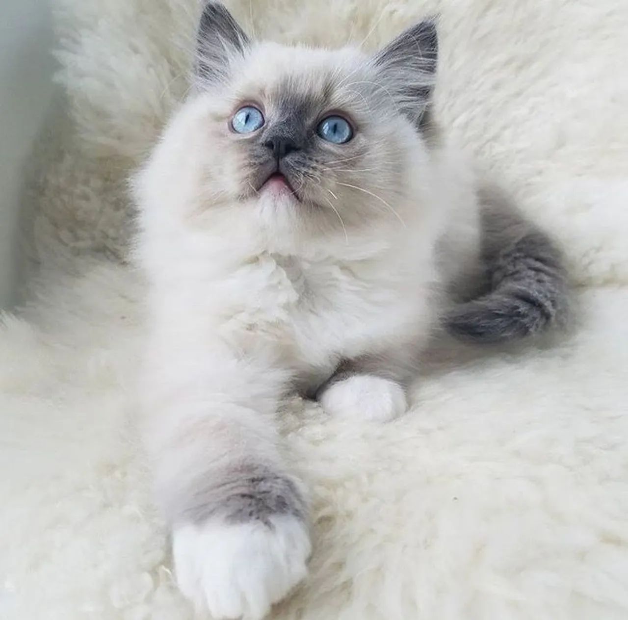 Ragdoll Blue mitted fêmea 