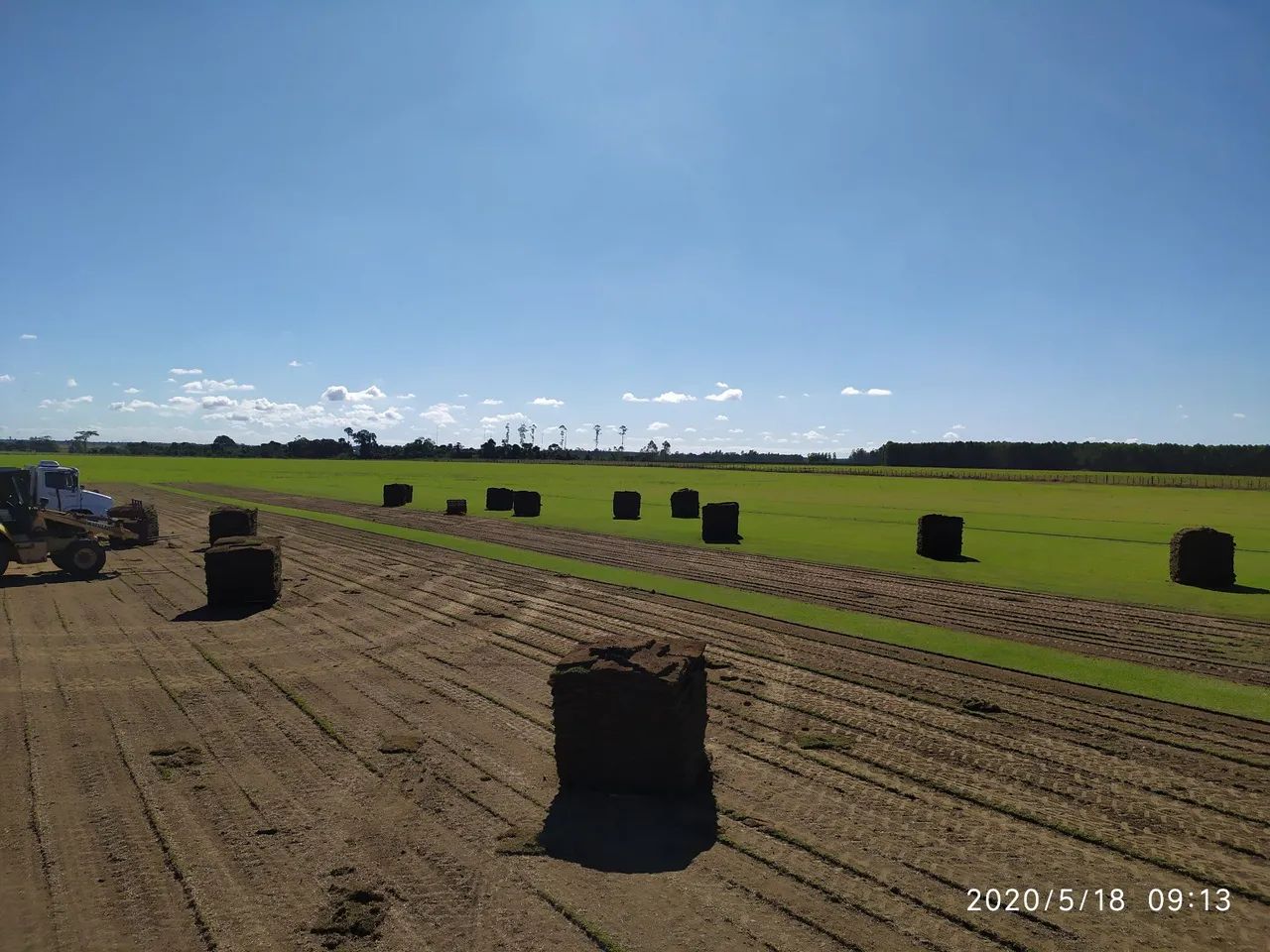 Grama esmeralda em tapetes  - Foto 3