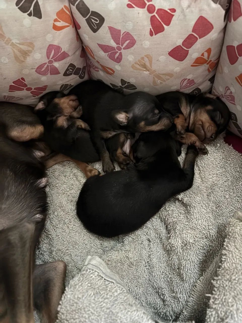 Pinscher macho - Foto 2