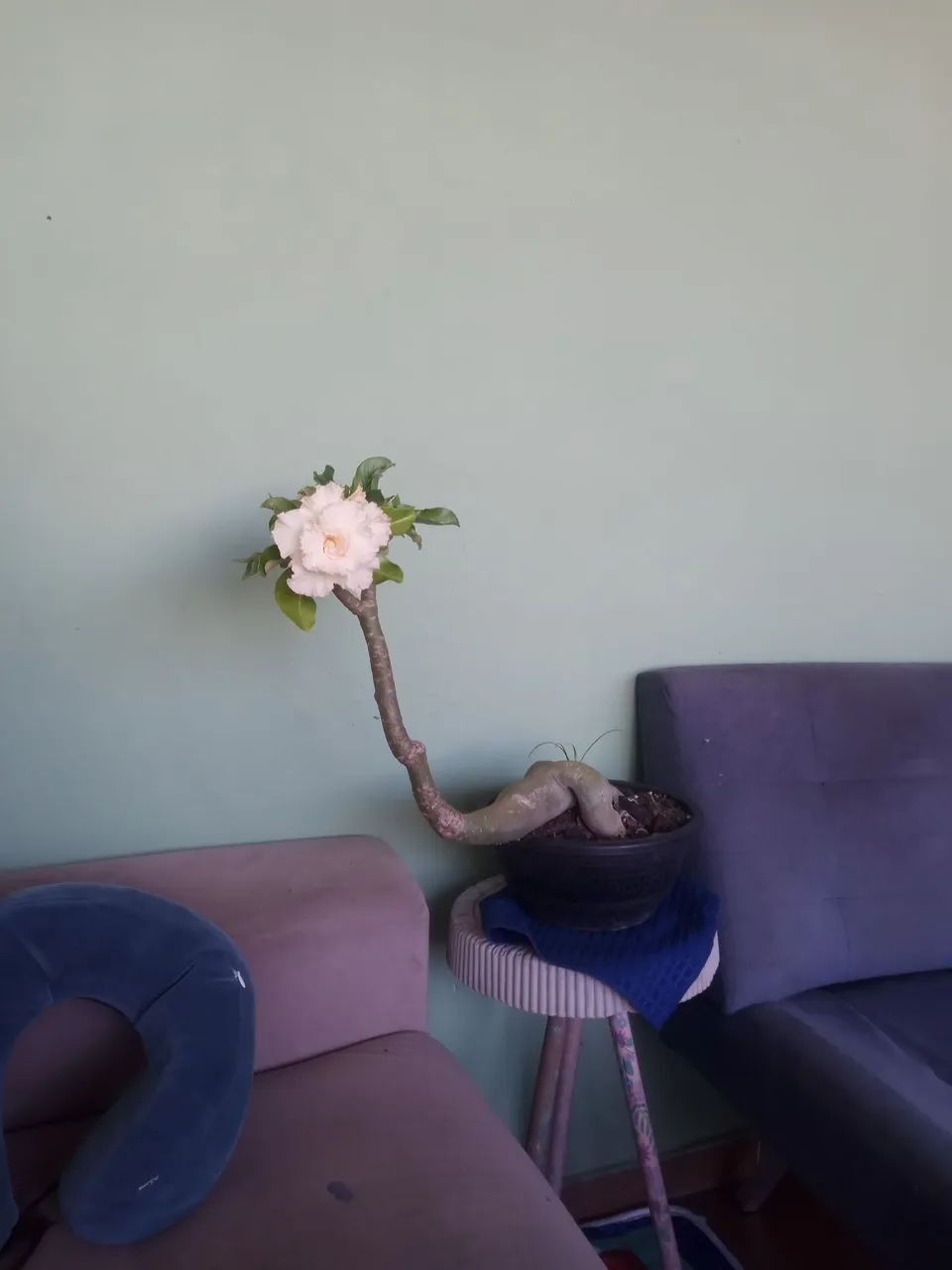 Rosa do deserto - Foto 2
