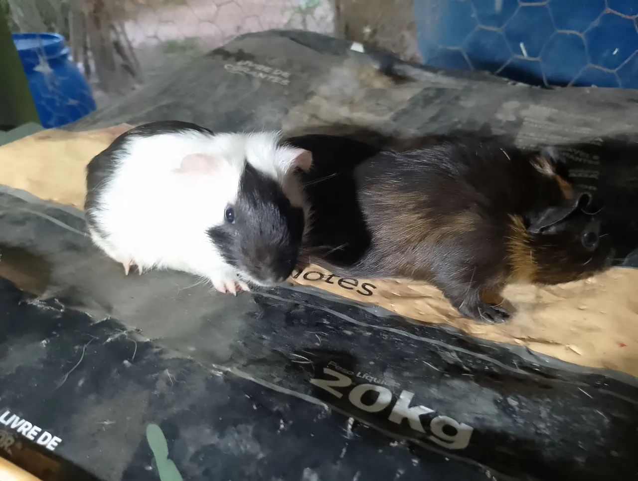 Porquinhos da índia.casal - Foto 2