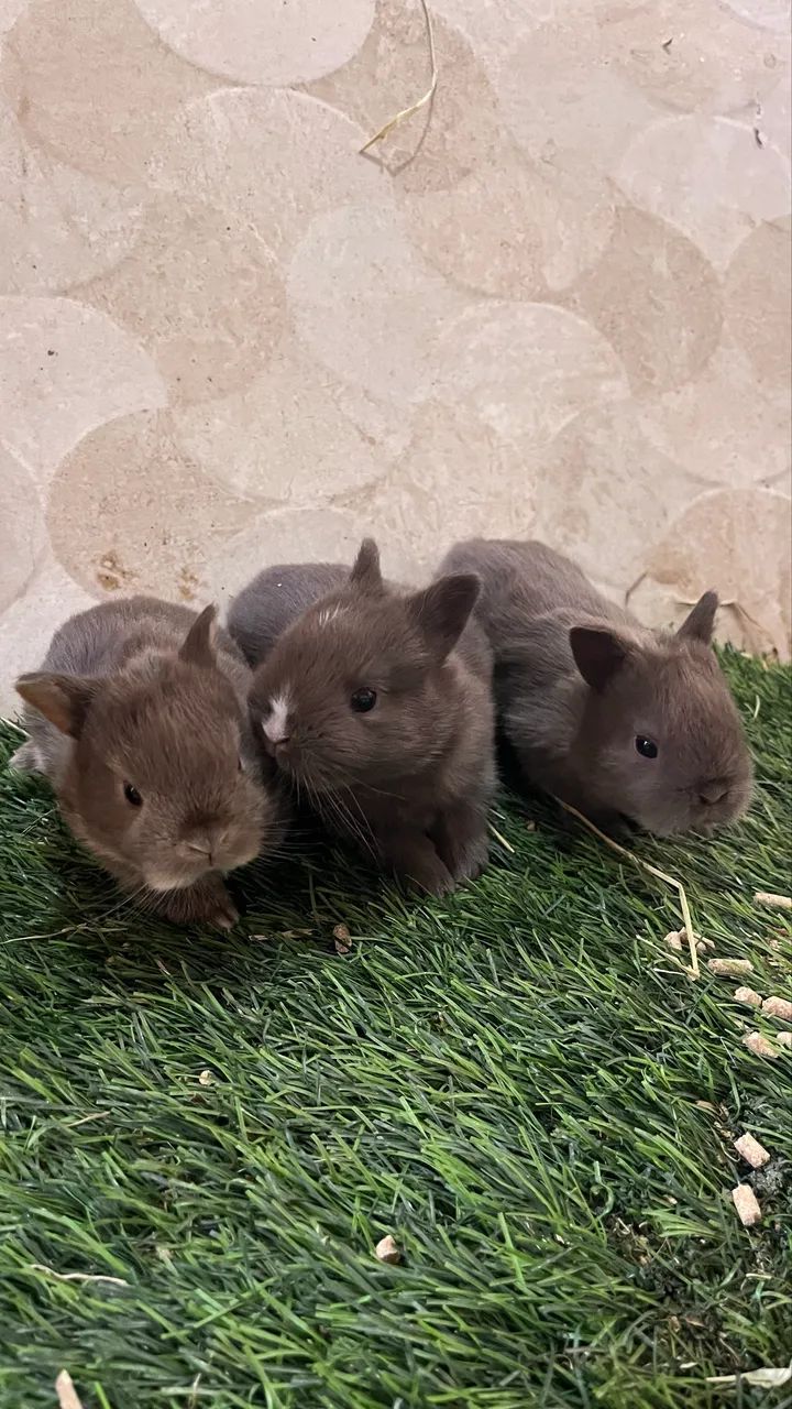 Coelho Netherland Dwarf 