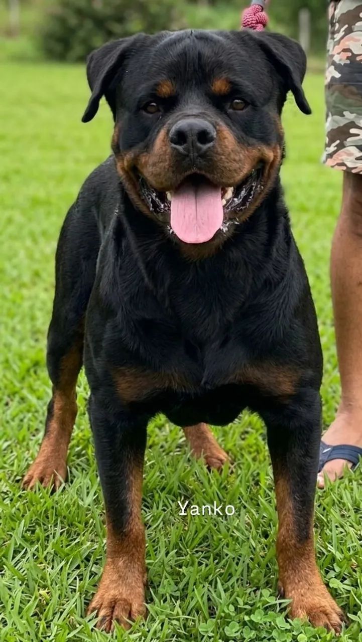 Rottweiler com Pedigree CBKC