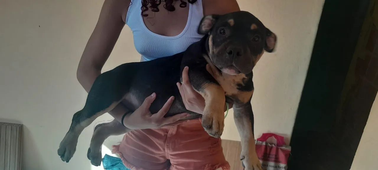 American bully 