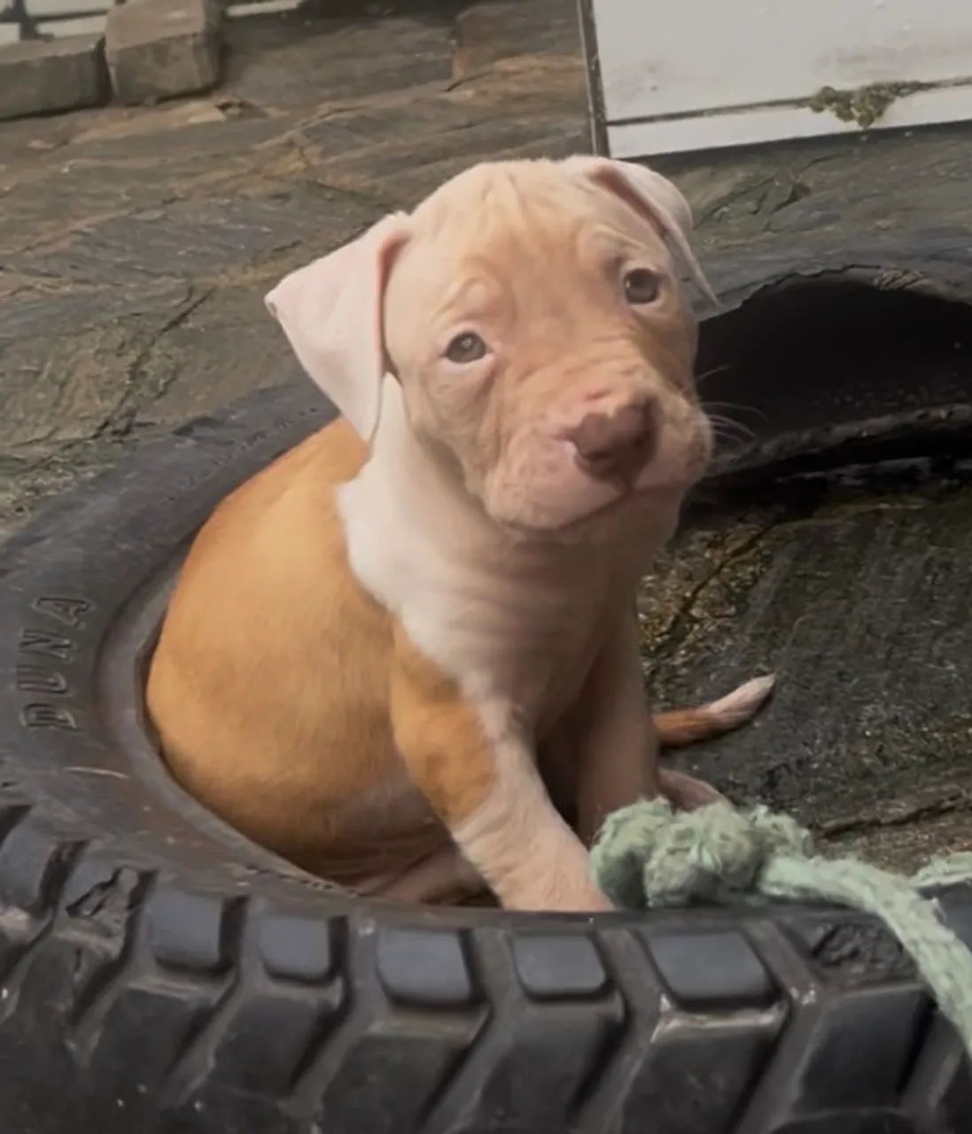 American pit bull terrier - Foto 2
